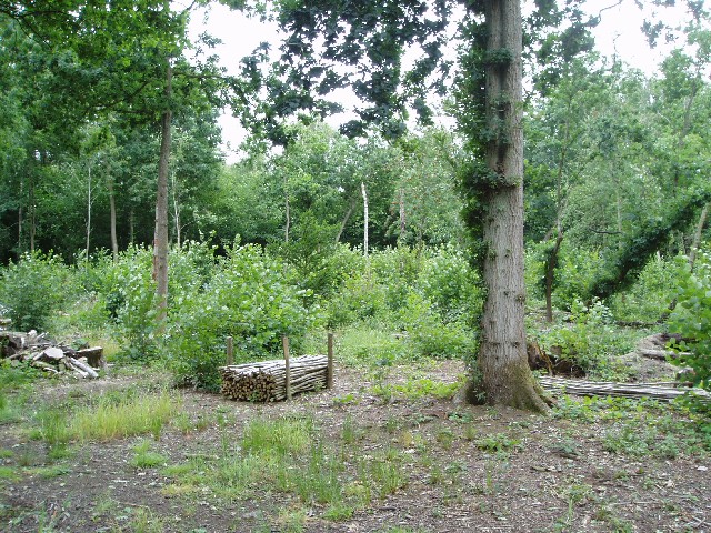 image of bridgeham wood